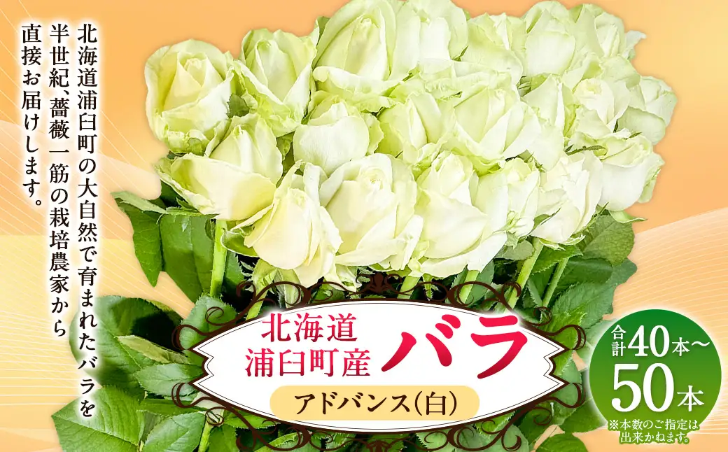 バラ アドバンス（白）（40‐50本）| 花 バラ 薔薇 ローズ 生花 白 贈り物 プレゼント ギフト【2026年11月下旬頃迄発送予定】