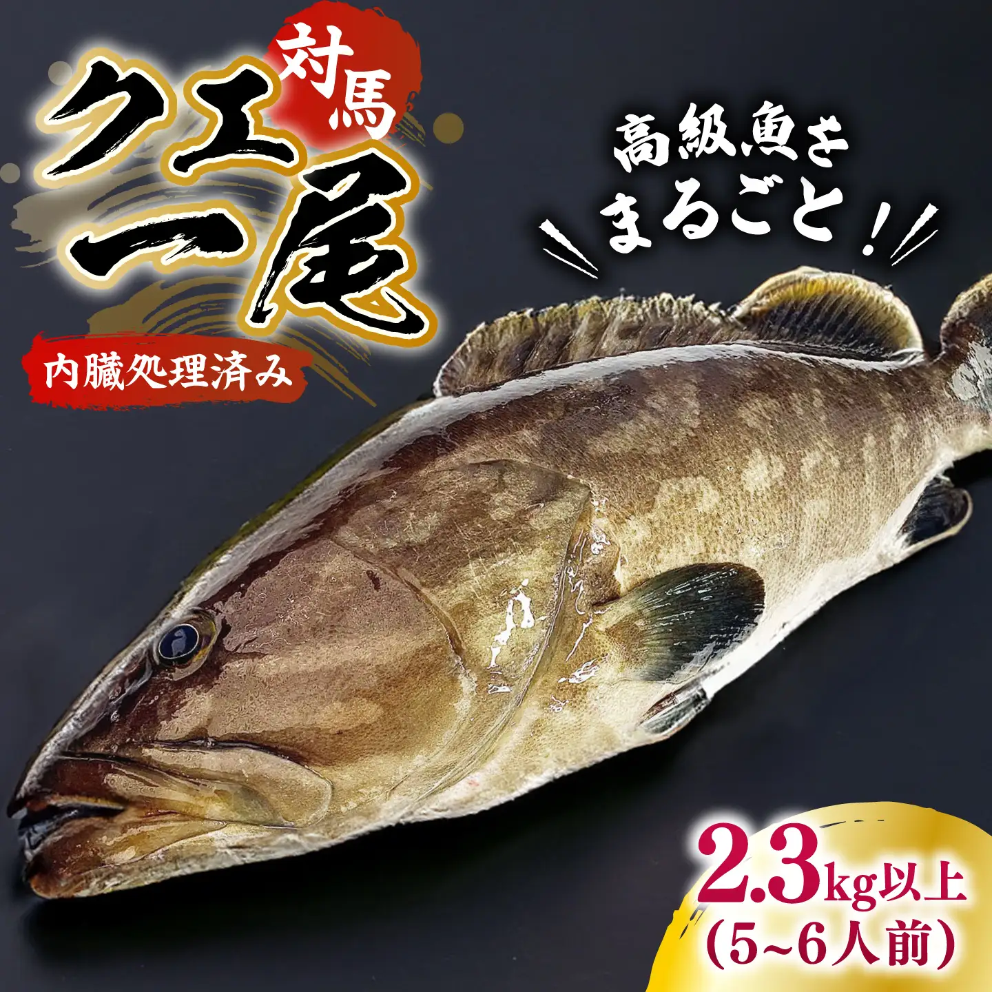 【1週間以内発送】対馬産クエ 丸ごと1匹 2.3kg以上！[WCN005]直送 新鮮 マルモン 鍋 くえ アラ  スピード発送 最速発送 最短発送