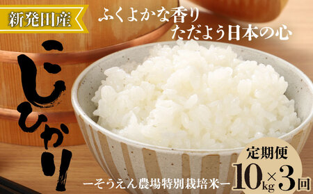 【定期便】令和7年産 新潟県産 コシヒカリ 10㎏×3か月 新潟県 新潟産 定期便 新潟米 新発田産 新発田 お米 米 そうえん米コシヒカリ 5kg 10kg 30kg 3か月 定期便 数量限定 とんとん市場 せいだ 新潟県 新発田市 D39_04