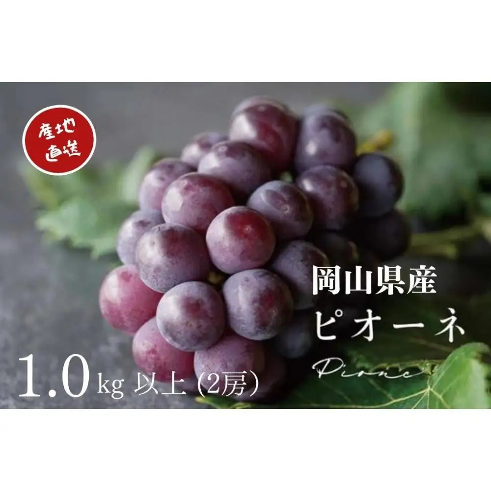 厳選 ニューピオーネ 2房 合計1.0kg以上 産地直送 朝採れ ぶどう 葡萄 Kawahara Green Farm 岡山県産 2026年 | ぶどう
