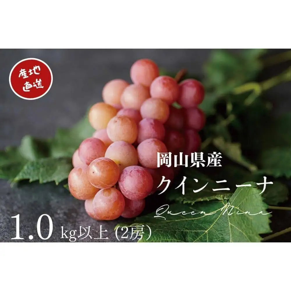 厳選 クイーンニーナ 1.0kg以上 2房 産地直送 朝採れ ぶどう 葡萄 KAWAHARA Green Farm 岡山県産 2026年 | ぶどう