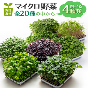 マイクロ野菜 品種が選べる 4点セット 多治見市 / 諏訪農林[TDO005]