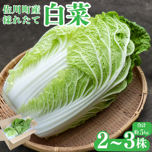 【ふるさと納税】事前予約受付中 ＜佐川町産 白菜 2～３株（約5kg）＞ 高知 新鮮 野菜 お鍋用 シチュー用 【常温】＜2026年12月以降お届け＞