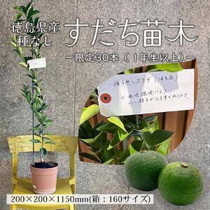 数量限定！徳島県産 種なしすだち苗木（2年生以上）