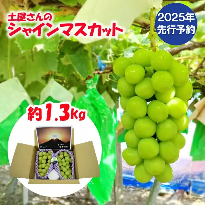 【2025年発送分 先行予約】土屋さんのシャインマスカット(約1.3kg 2房) シャイン マスカット 富士川町産 産地直送 フルーツ 果物 くだもの ブドウ ぶどう 葡萄 やまなし 山梨 先行受付 令和7年
