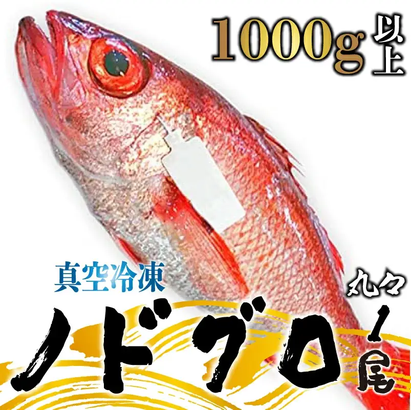 朝どれのどぐろ 約1000g以上 のどぐろのどぐろのどぐろのどぐろのどぐろ uomizushima009_01
