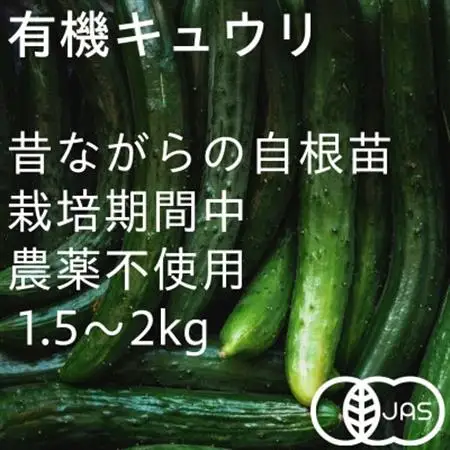 有機キュウリ　接ぎ木ではない昔ながらの自根(じこん)キュウリ　夏季限定(6、7、8月)【配送不可地域：離島・北海道・沖縄県・四国・九州】【1568577】