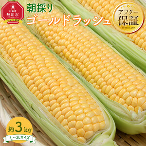 【先行予約】朝採り　とうもろこし　ゴールドラッシュ　3kg（L～2Lサイズ× 8本）（2026年8月中旬から順次発送）| とうもろこし 北海道 限定 _04659