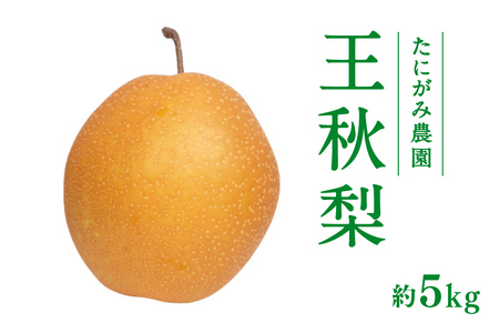 【11月中旬以降順次発送】たにがみ農園 王秋梨 5kg (7玉～14玉) 梨 なし フルーツ 果物 くだもの 鳥取県 佐治 梨 なし ナシ