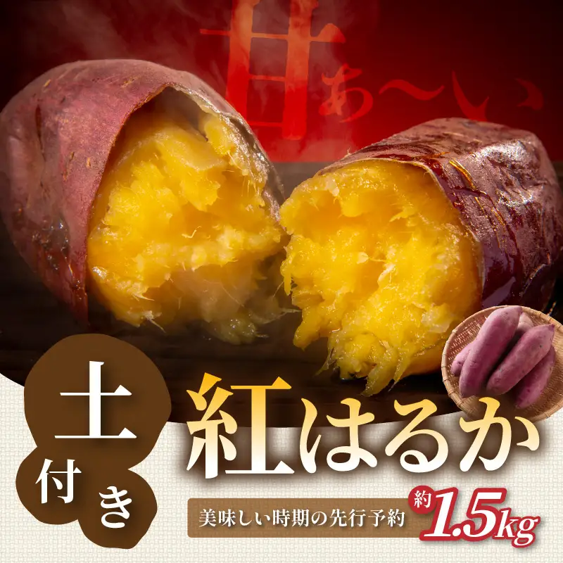 【先行予約】京丹後産 紅はるか 約1.5kg 土付き（2026年10月上旬～発送）