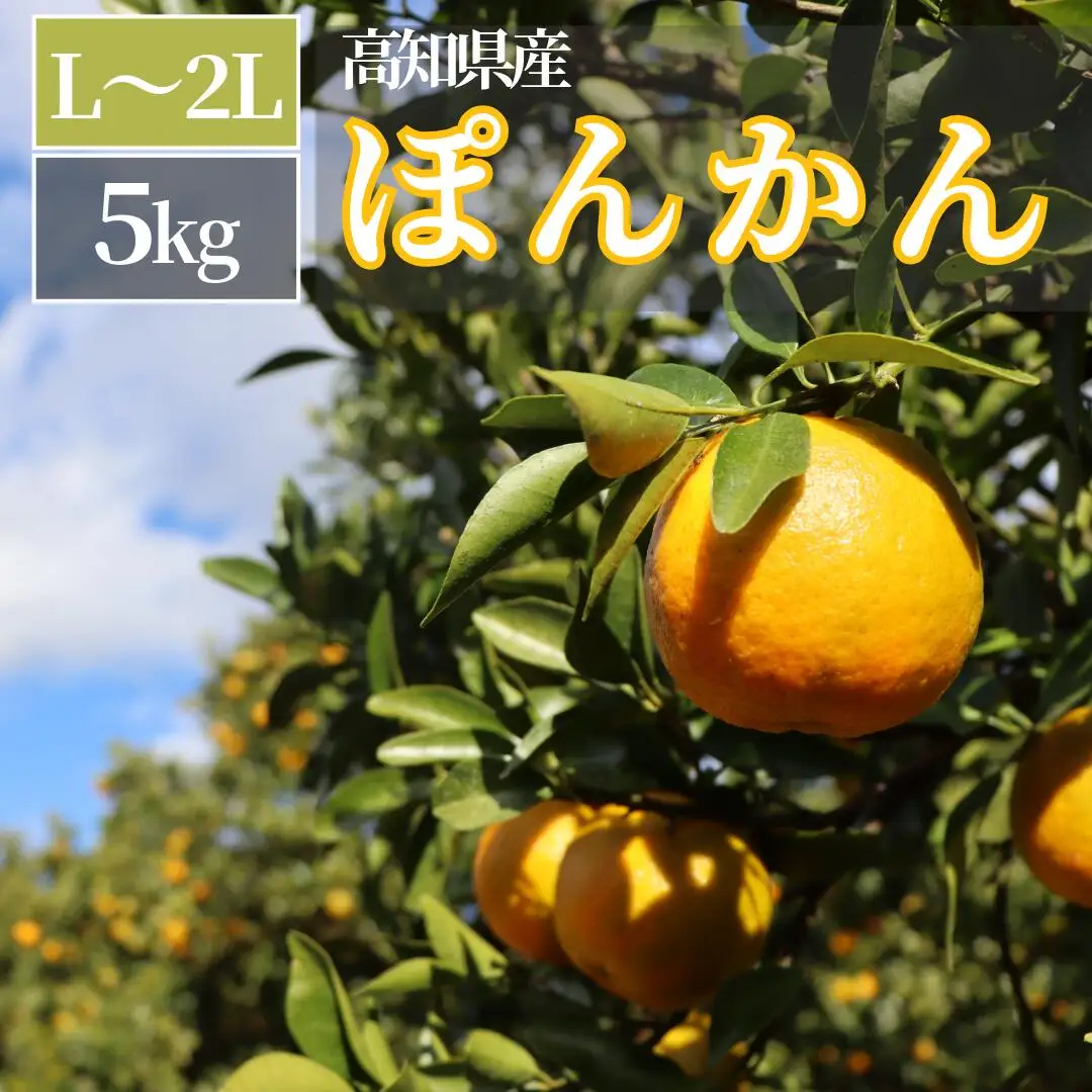TM002-1 徳村のぽんかん Lー2Lサイズ＜5kg＞
