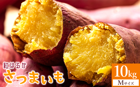 【紅はるか】さつまいも Mサイズ 10kg【さつまいもさつまいもさつまいもさつまいもさつまいもさつまいもさつまいもさつまいも】 at-0060
