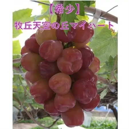 【2026年発送】10月中旬より発送「牧丘天空の丘マイハート」約1kg(2～3房)【配送不可地域：離島】【1582588】