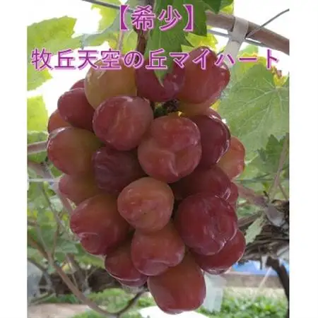【2026年発送】10月下旬より発送「牧丘天空の丘マイハート」約1kg(2～3房)【配送不可地域：離島】【1582589】