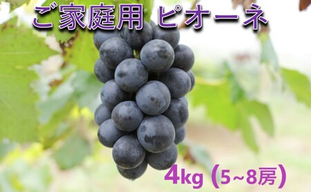 ぶどう 訳あり ピオーネ 4kg 5～8房 ご家庭用 2026年 先行予約 葡萄 フルーツ 岡山 高梁市産 こあに葡萄園