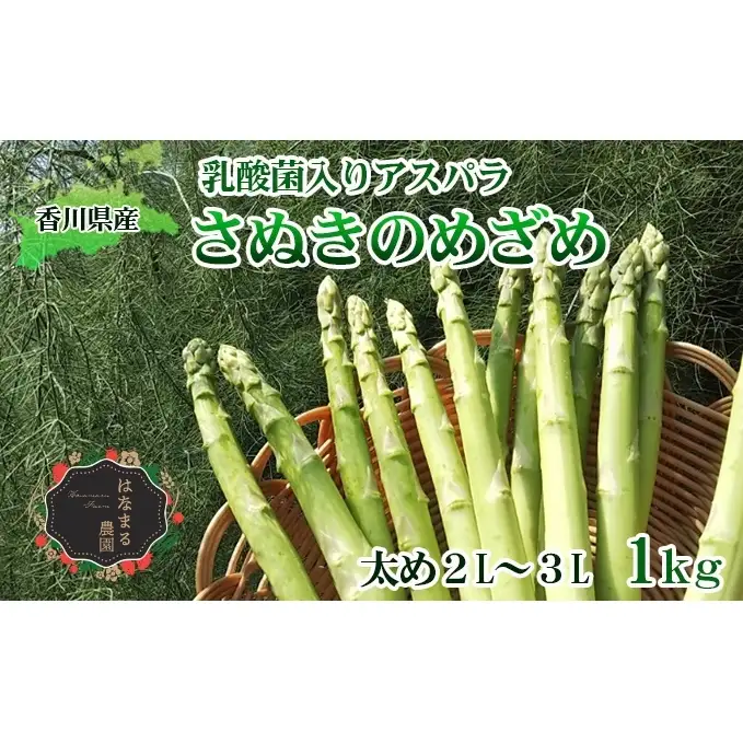 令和8年産　はなまる農園の乳酸菌入り アスパラ【さぬきのめざめ1kg】太め2L～３L アスパラガス 野菜 朝採れ 旬野菜 季節野菜 産地直送 農家直送 クール便 バーベキュー BBQ サラダ 肉巻き おかず 
