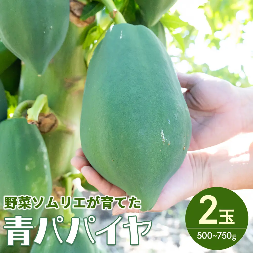【野菜ソムリエが育てたパパイヤ】パパイヤ ２玉【青パパイヤ パパイヤ パパイヤ パパイヤ】 mj-0017