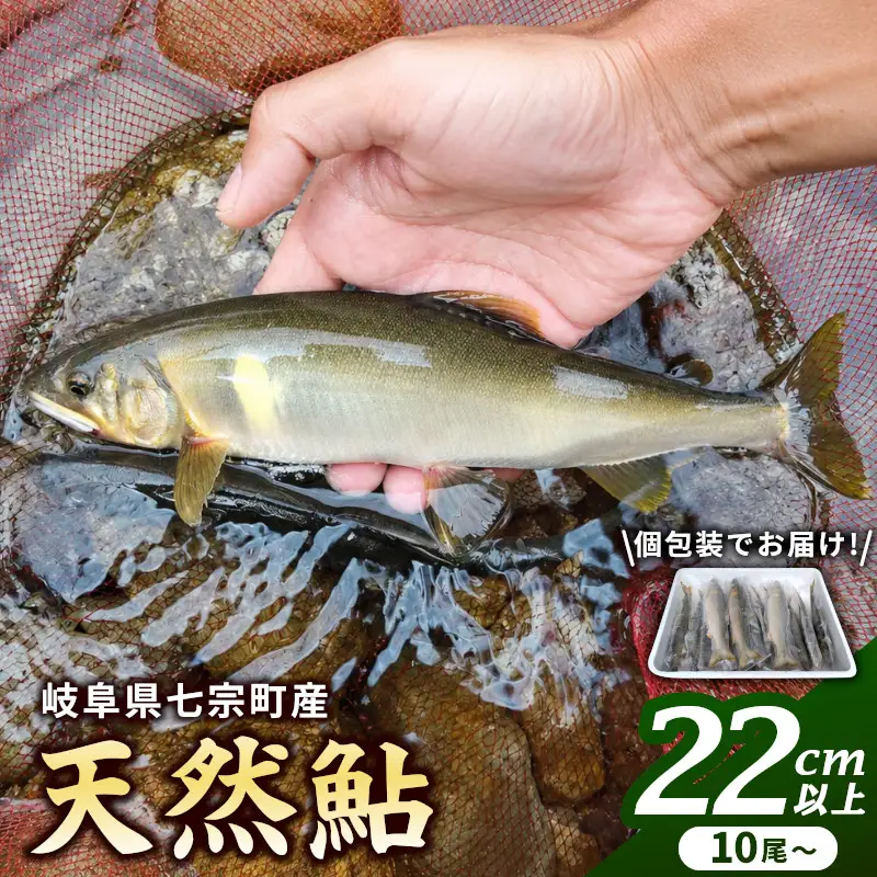 【2607-2570】※岐阜県産天然鮎七宗町産(22cm以上)