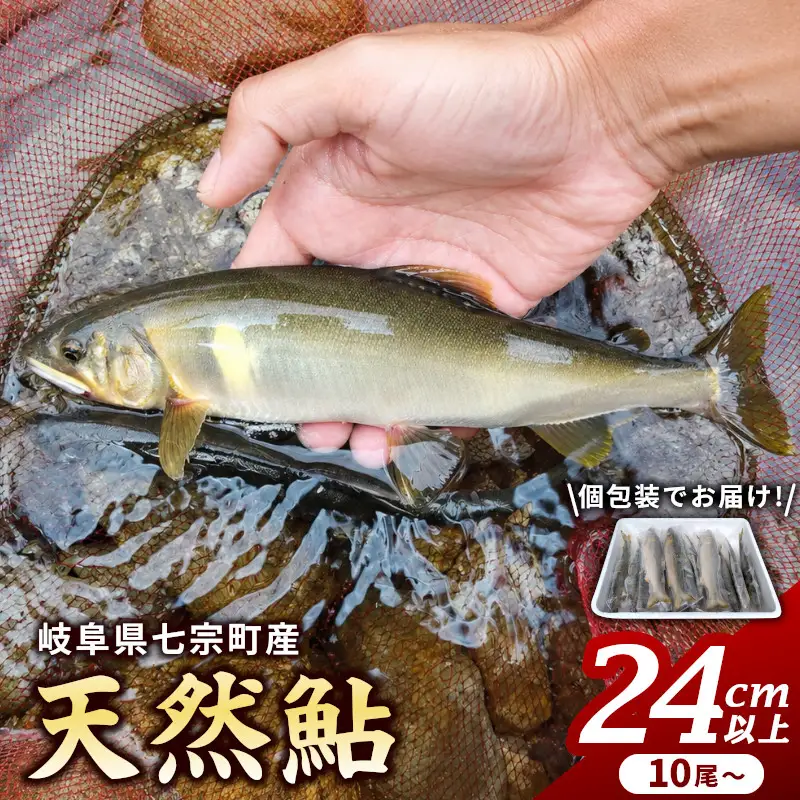 【2607-2571】※岐阜県産天然鮎七宗町産(24cm以上)