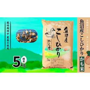 【令和7年産】魚沼産コシヒカリかも米(精米)5kg　※栽培期間中農薬不使用 米 お米 こしひかり 精米 かも米 中魚沼 新潟県 十日町市