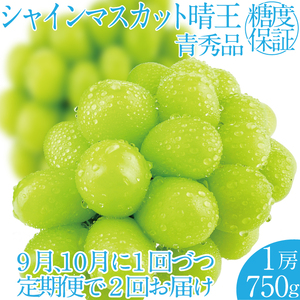 2026年 先行先行予約【2回定期便】シャインマスカット晴王1房 約750g 岡山県産 種無し 皮ごと食べる みずみずしい 甘い フレッシュ 瀬戸内 晴れの国 おかやま 果物大国 ハレノフルーツ9月10月お届け