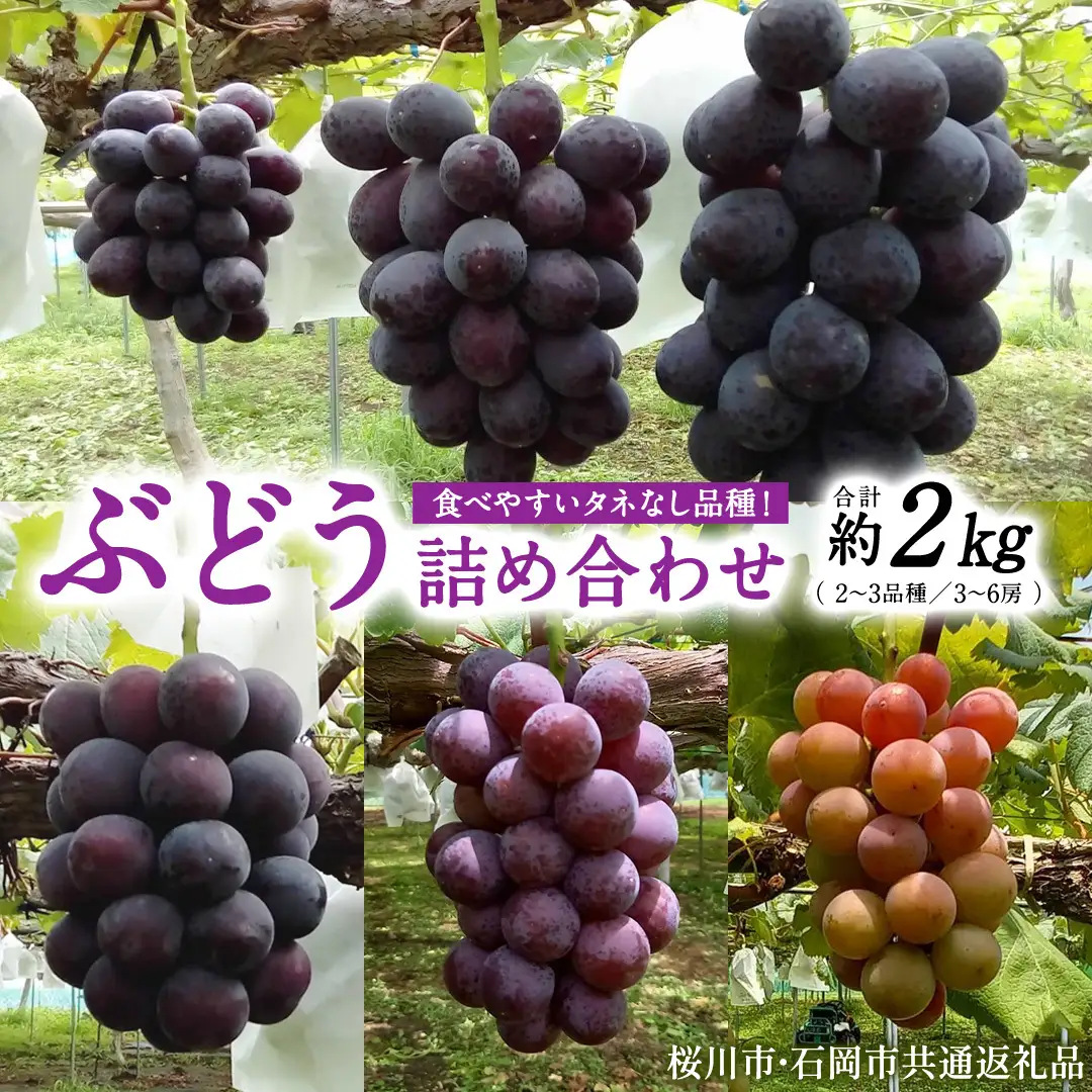 《 2026年 収穫分 》 種なし ぶどう 食べ比べ 2kg 3房 ～ 6房 (桜川市・石岡市共通返礼品) 先行予約 石田ぶどう園 国産 茨城県 桜川市 ぶどう ブドウ 葡萄 果物 くだもの フルーツ 旬 人気 採れたて 新鮮 産地直送 贈答 ギフト セット 詰合せ 詰め合わせ [FB011sa]