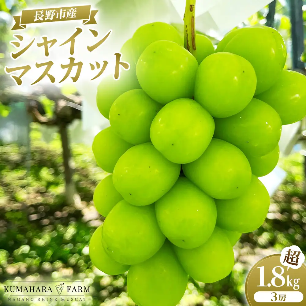 熊原果樹園　長野市シャインマスカット　1.8kg以上 | シャインマスカット 大粒 甘い 贈答品