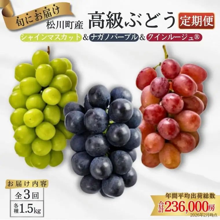 TK15 ぶどうの定期便（ナガノパープル／シャインマスカット／クイーンルージュ🄬） 約1.5kg×3回／2026年9月上旬頃～10月中 配送予定 // 長野県 南信州 種なし 皮ごと 定期便 食べ比べ 贈答 ギフト 新鮮 希少