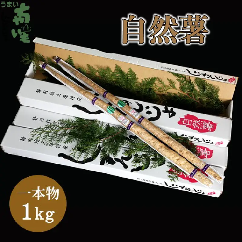 【期間限定発送】自然薯 牧之原 特産 個性あり自然薯 1㎏ とろろ 