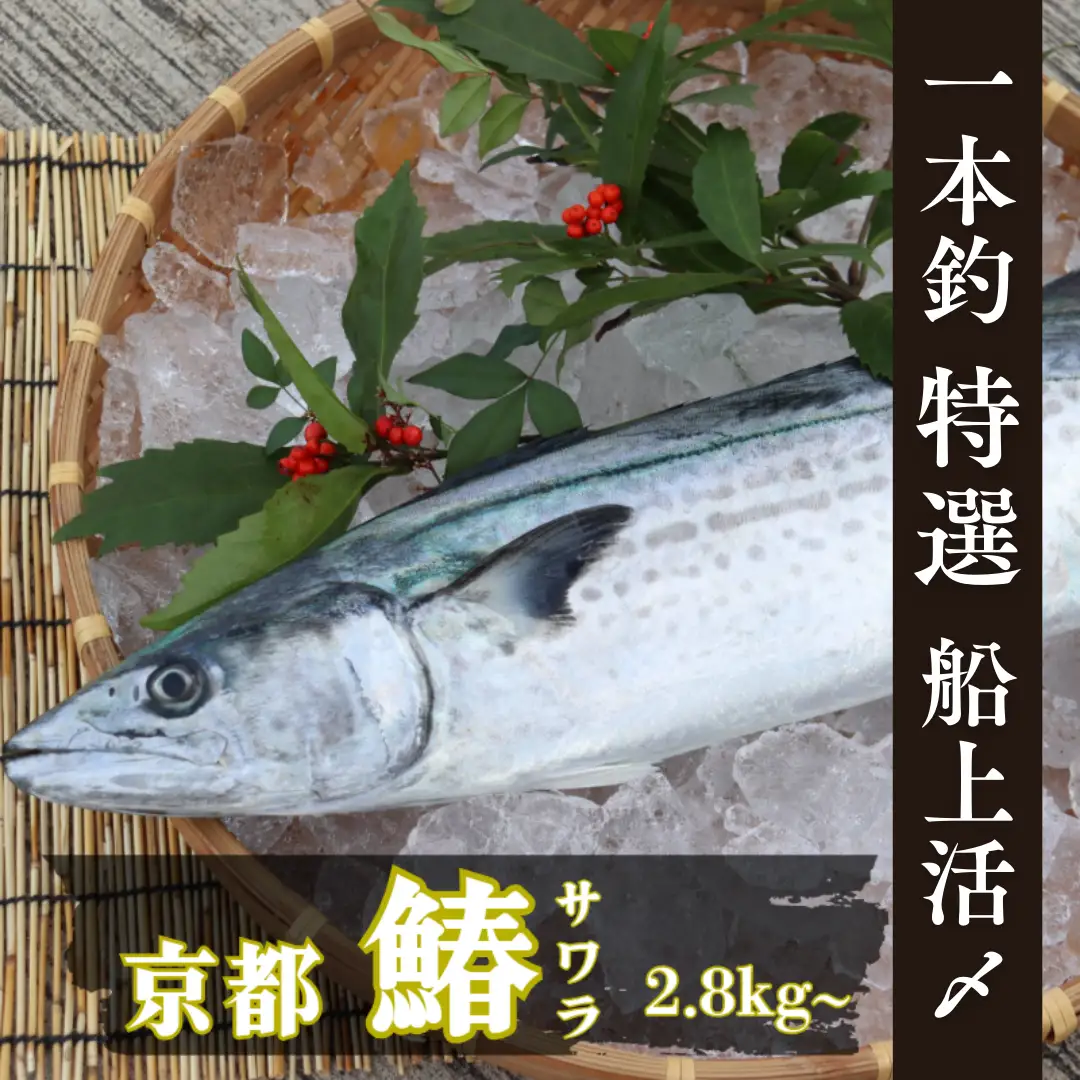 サワラ 一本釣 特選船上活〆 サワラ