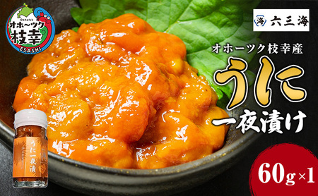 オホーツク枝幸産 うに一夜漬け60g×1瓶【 うに ウニ 雲丹 魚卵 魚貝 魚介 加工食品 北海道 オホーツク 枝幸 】
