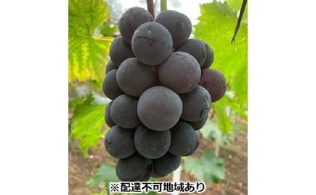ぶどう 【2026年 先行予約】 種なし完熟 ニューピオーネ 2房 合計約1kg 岡山県産 ピオーネ