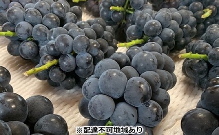 ぶどう 【2026年 先行予約】 種なし完熟 ニューピオーネ  3～5房 合計約2kg 岡山県産 ピオーネ