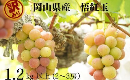 訳ありぶどう 悟紅玉 旧ゴルビー 2～3房 合計1.2kg以上  岡山県産 ぶどう