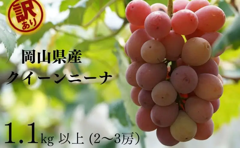 訳あり クイーンニーナ 2～3房 合計1.1kg以上 産地直送 朝採れ ぶどう 葡萄 岡山 Kawahara Green Farm 岡山県産 2026年 