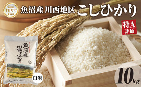 【令和8年産 先行予約】魚沼産 川西 こしひかり 10kg 精米 米 コメ お米 ごはん ご飯 白米 おにぎり 炊き立て ブランド米 コシヒカリ 新潟県産 魚沼 人気 国産 産地直送 お取り寄せ 送料無料 新潟県 十日町