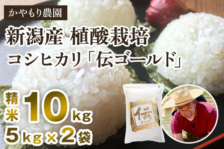 【令和6年産米】新潟産コシヒカリ「伝ゴールド」白米真空パック 精米10kg（2kg×5）かやもり農園