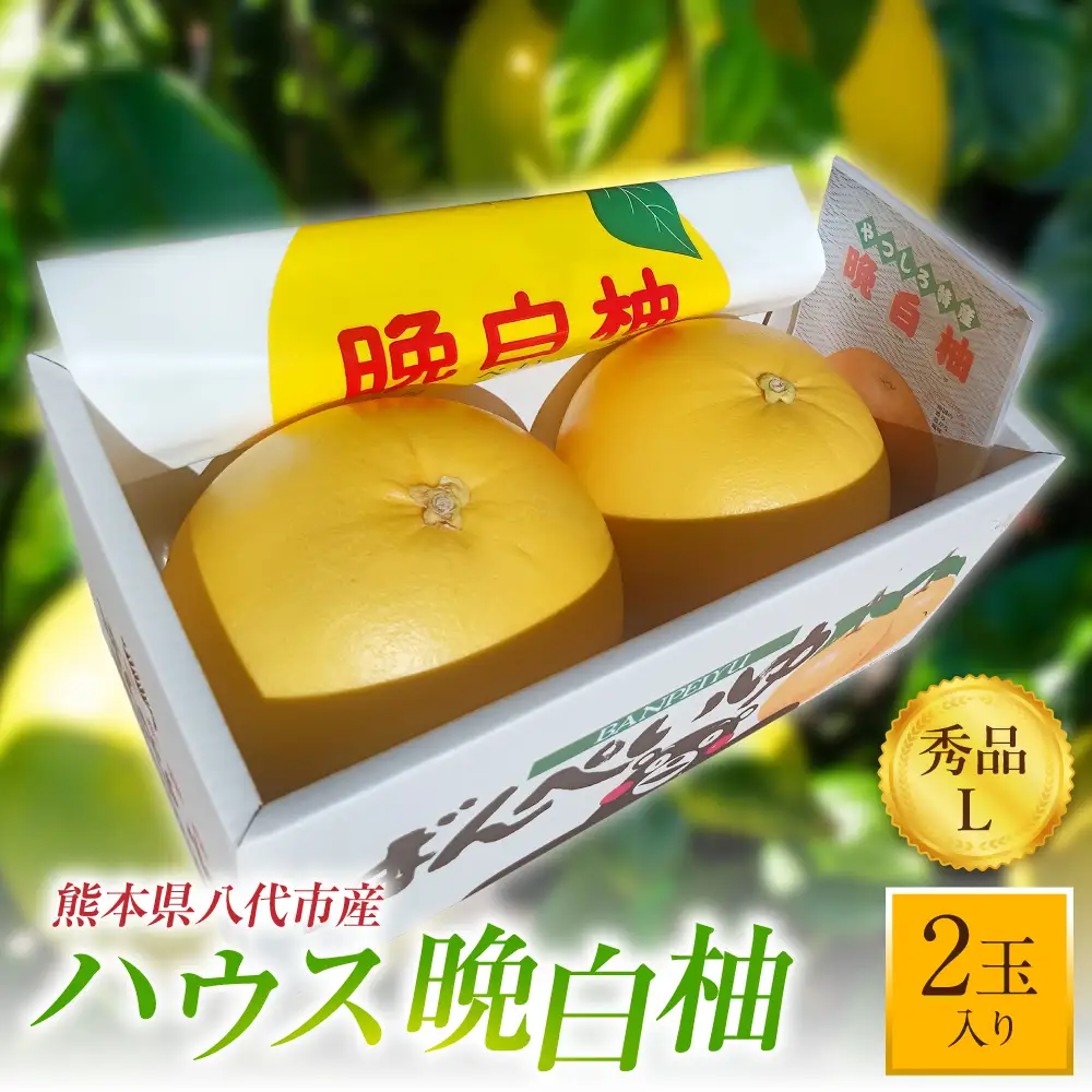 柑橘 【先行予約】ハウス晩白柚 秀品Lサイズ 2玉入り【2026年12月中旬より順次発送】 柑橘