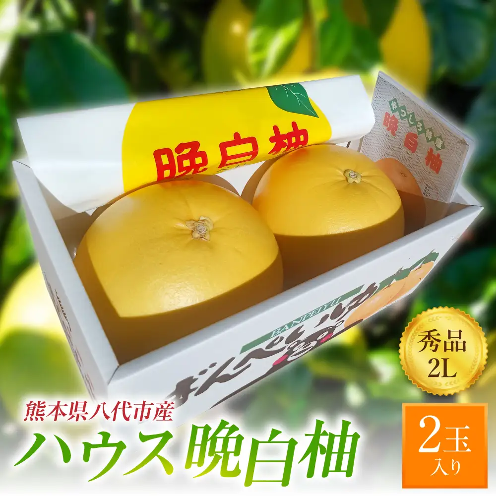 柑橘 【先行予約】ハウス晩白柚 秀品2Lサイズ 2玉入り【2026年12月中旬より順次発送】 柑橘