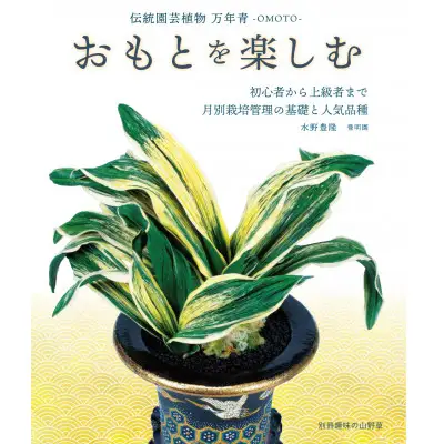 体験 観葉植物 おもと講座と植え替え体験 徳川家康公の運気を上げた縁起物 万年青付き