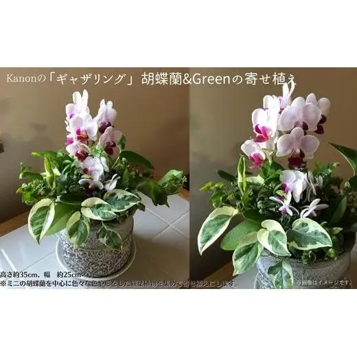 Kanonの「ギャザリング」胡蝶蘭&Greenの寄せ植え / 植物 胡蝶蘭 観葉植物 ギャザリング 送料無料