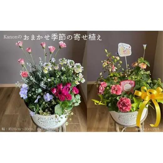 Kanonのおまかせ季節の寄せ植え / 植物 寄せ植え お花 リーフ 贈答 ギフト 送料無料