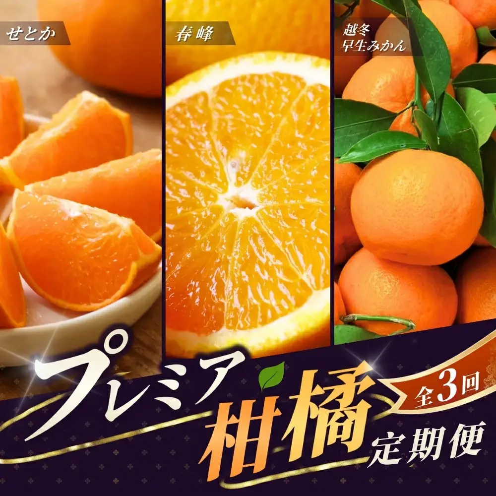 ＼新登場／ 【全3回定期便】和歌山のプレミア柑橘定期便 （越冬早生みかん・せとか・春峰） ※2027年1月より3回お届け / みかん 定期便 柑橘 せとか フルーツ 早生みかん ミカン 和歌山 果物 田辺市 くだもの【tcs012-tk】