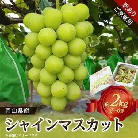 【訳あり】岡山県産シャインマスカット(ご家庭用)約2kg_果物・フルーツ ぶどう・マスカット  ブドウ 葡萄 _【配送不可地域：離島・北海道・沖縄県】【1321280】
