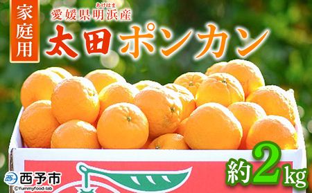 【先行予約】＜太田ポンカン 家庭用 約2kg＞ 果物 くだもの フルーツ みかん ミカン 柑橘 太田ぽんかん おおたぽんかん オオタポンカン ぽんかん 訳あり ご自宅用 特産品 株式会社笑丸 愛媛県 西予市【常温】『2027年1月中旬～1月下旬迄に順次出荷予定』AAN0052
