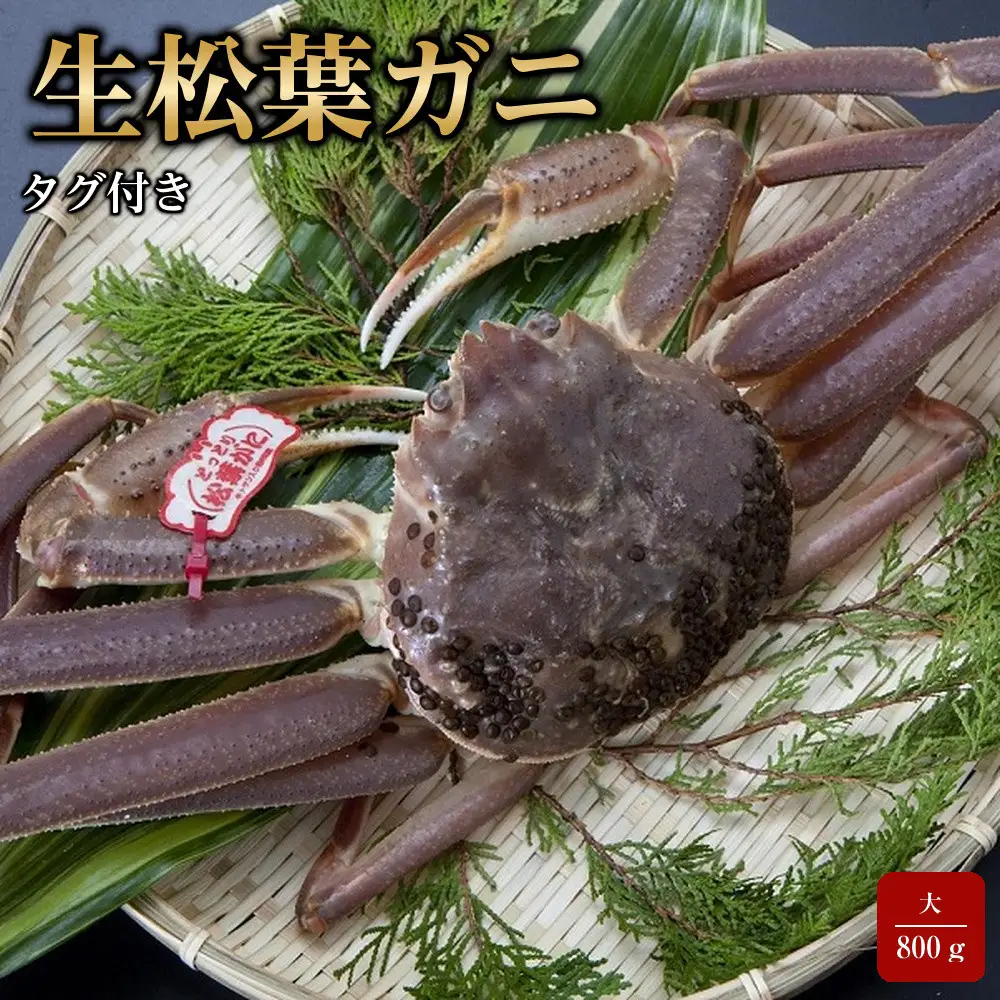 【魚倉】タグ付き生松葉ガニ(大800ｇ)