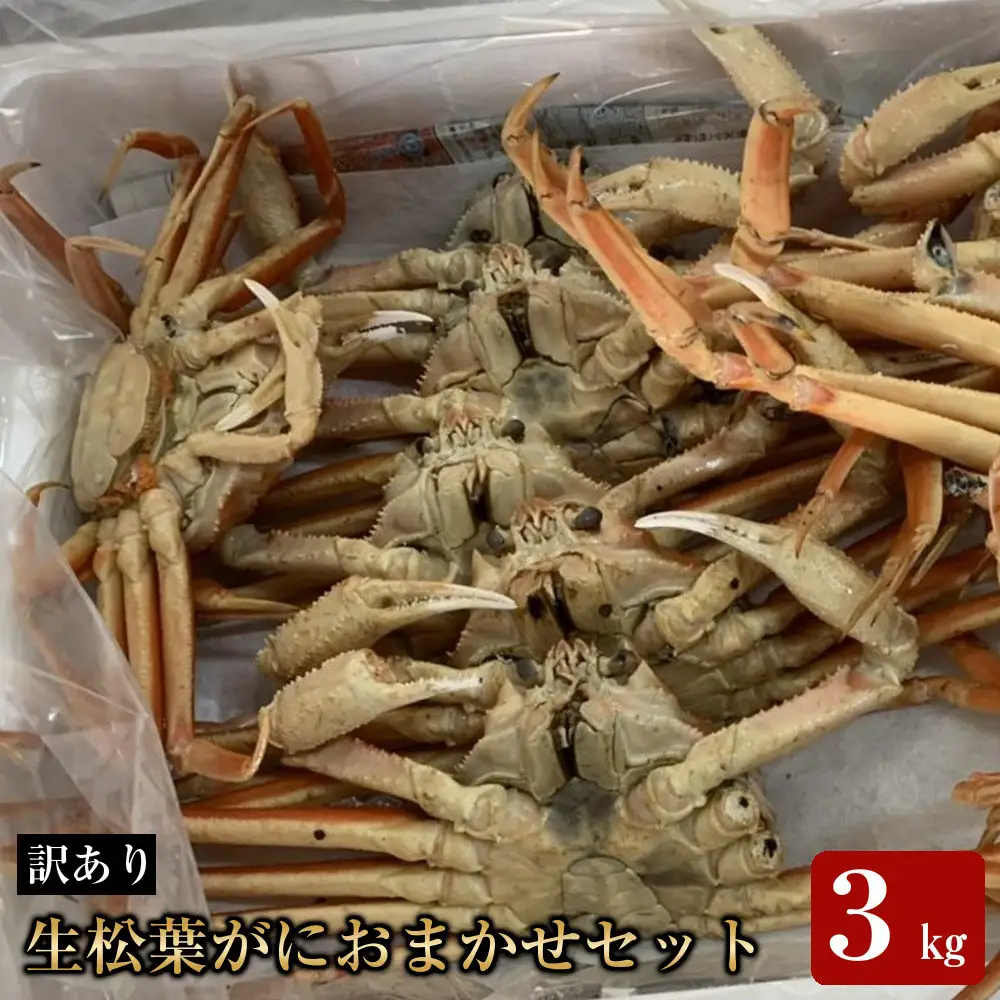 【魚倉】松葉がに 生 おまかせセット ３kg訳あり