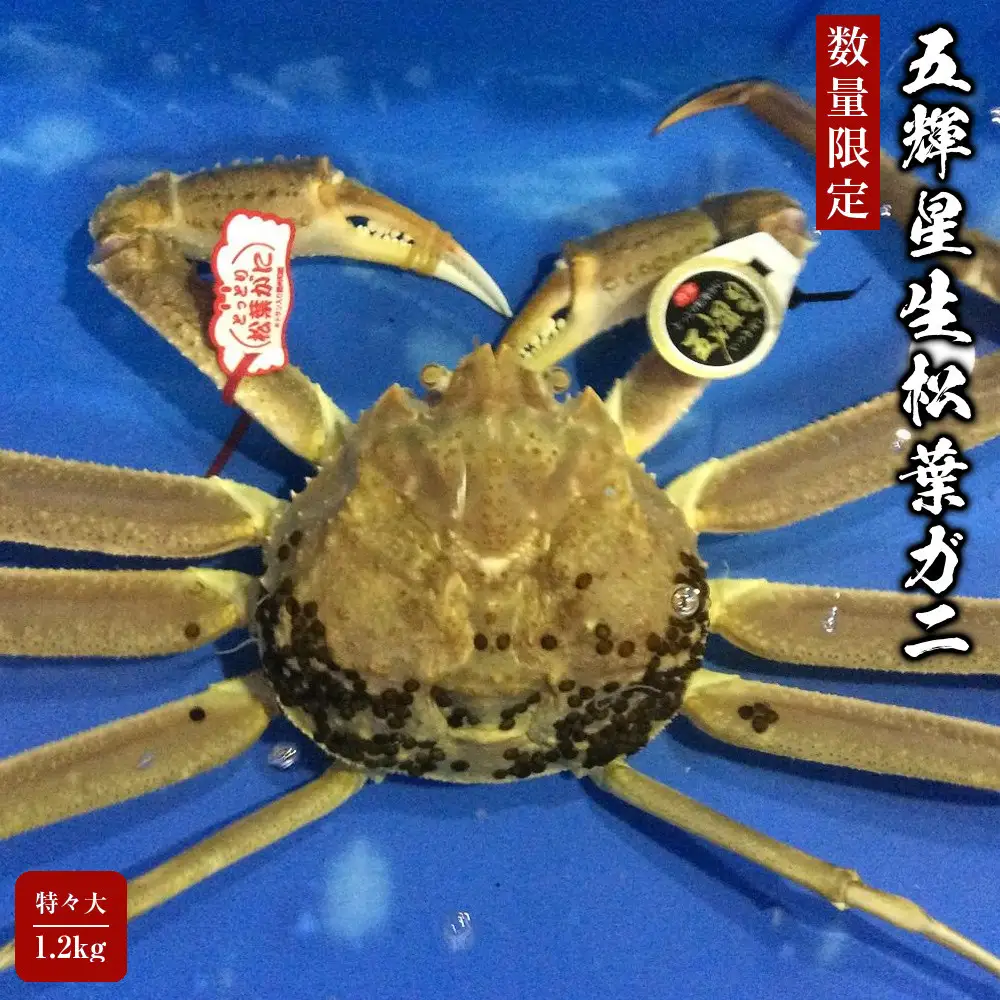 【魚倉】五輝星生松葉ガニ(特々大1.2kg)数量限定品