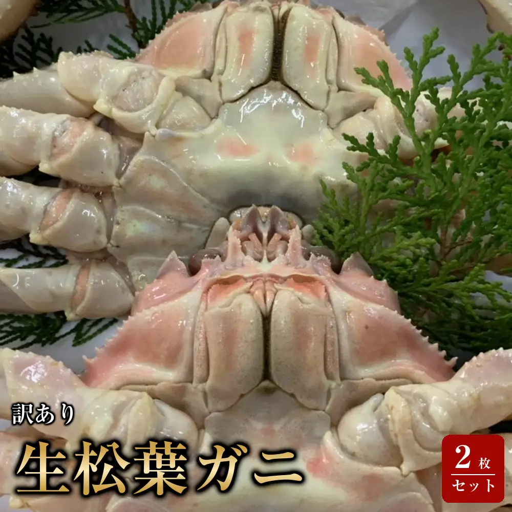 【魚倉】訳あり生松葉ガニ２枚セット
