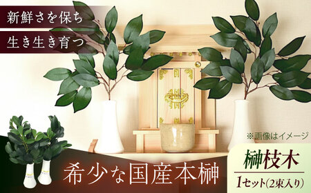 植物 備後・榊（サカキ）切り枝 １束サイズ1セット（2束入り） 広島県福山市/小林商事 本榊 さかき 国産 神棚 枝木 [BAEA010]